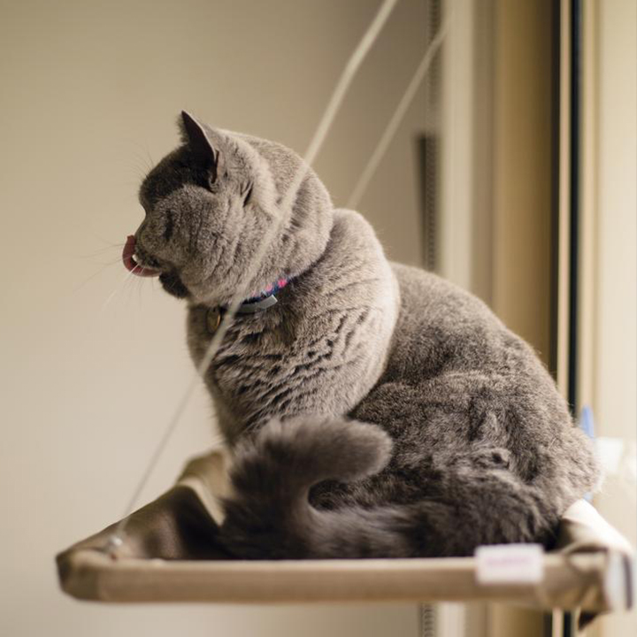 The Lookout Window Cat Hammock - Image 5