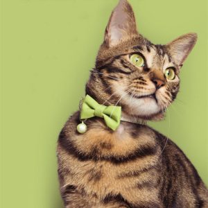 Adjustable Spring Series Cat Collar With Bell