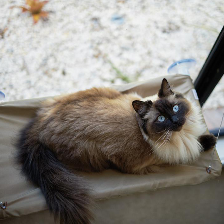 The Lookout Window Cat Hammock - Image 8